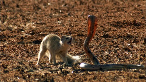 Una mangosta atacando a una cobra.
